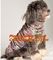 Knit Pet Sweater, Dog Knitting Wool jacquared Turtle neck Sweater Pet Winter Clothes supplier